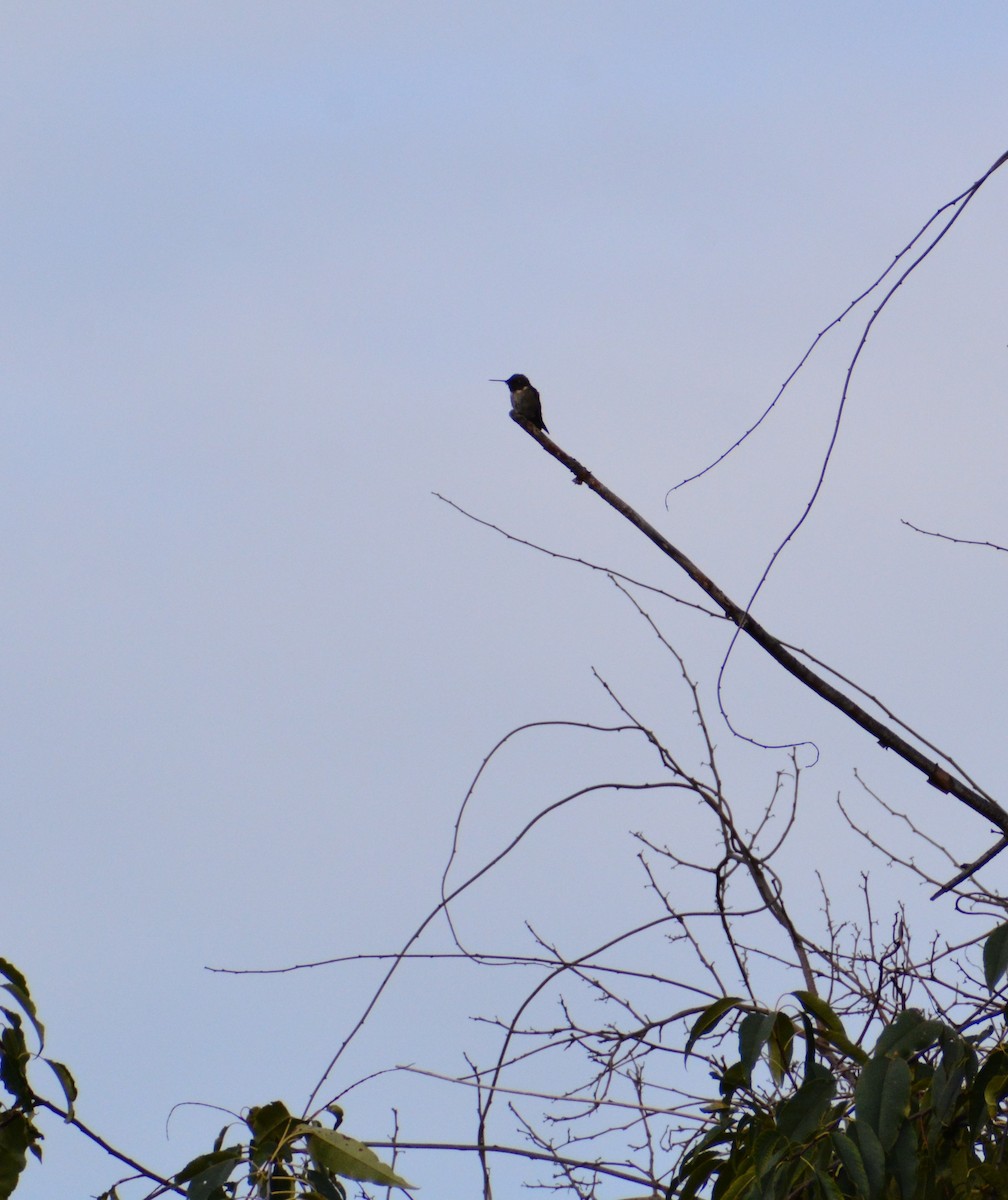 Yakut Boğazlı Kolibri - ML608476731