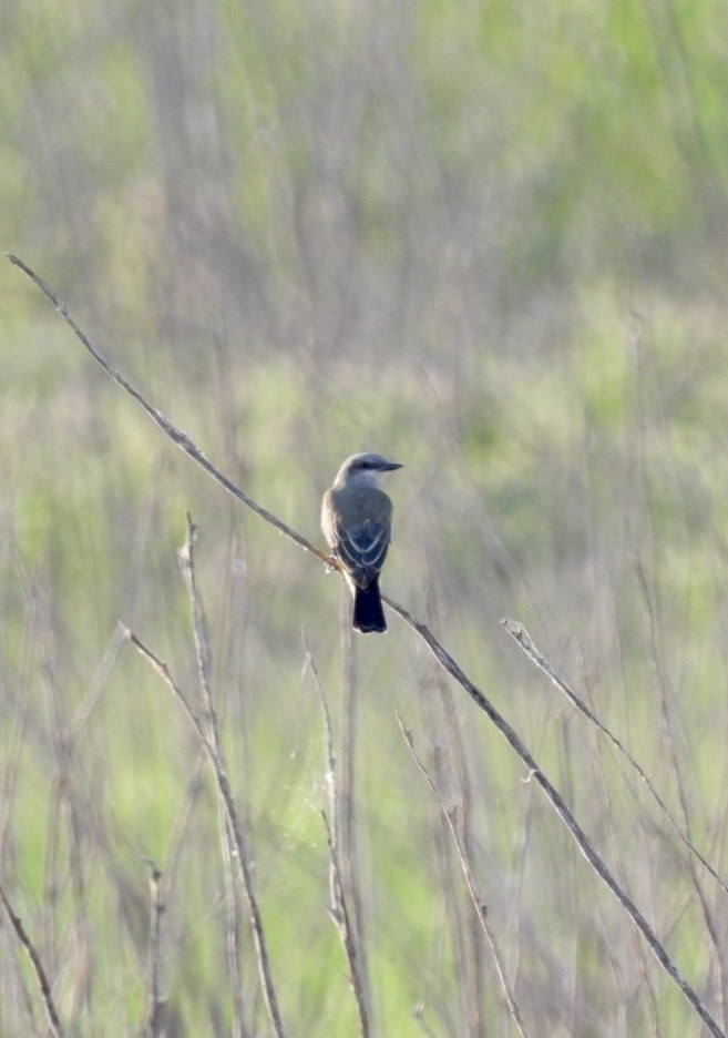 Western Kingbird - ML608476816