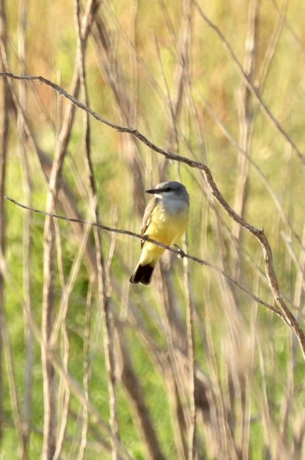 Western Kingbird - ML608476817