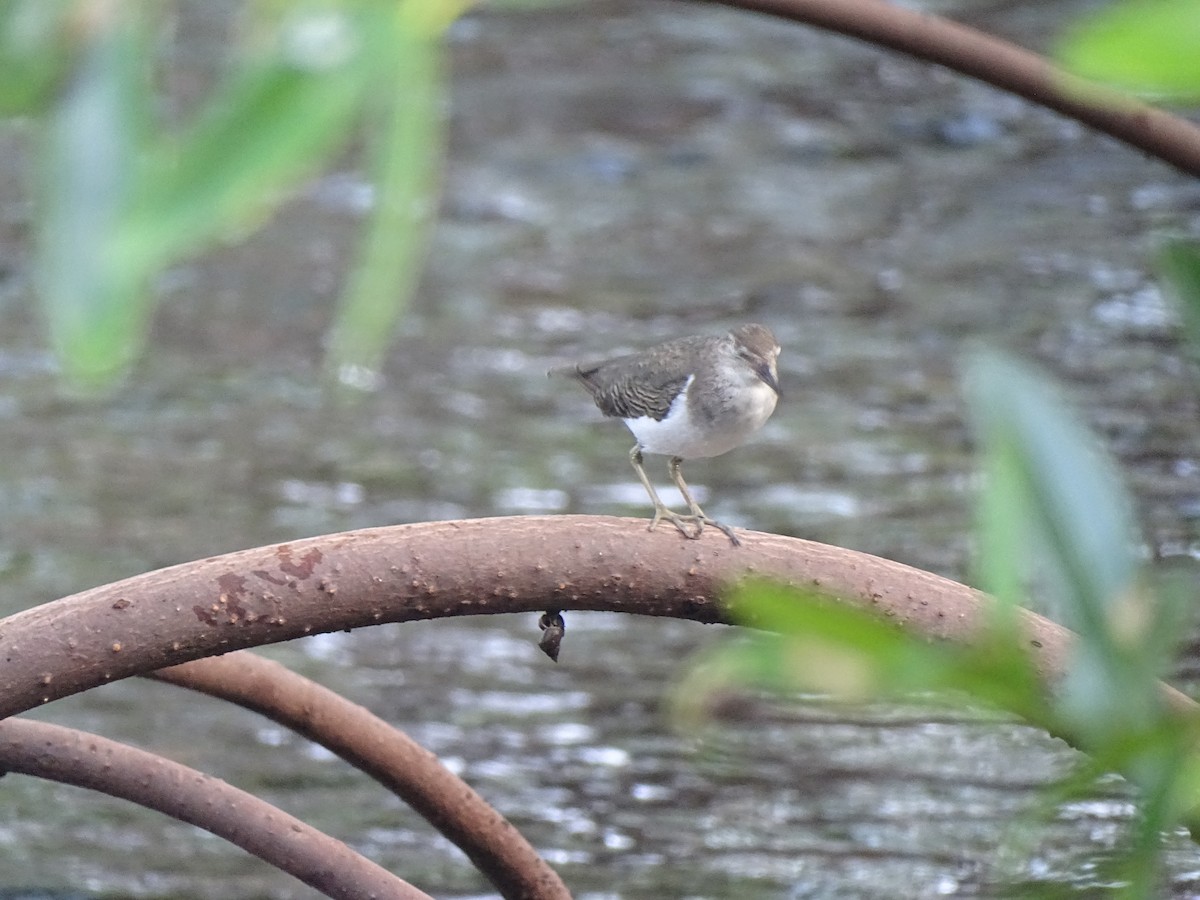 Spotted Sandpiper - ML608476832