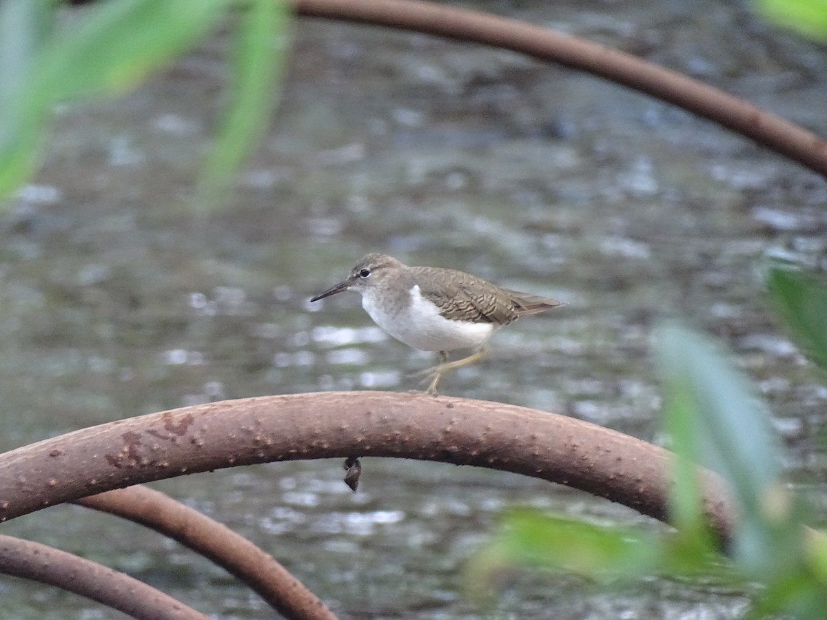 Spotted Sandpiper - ML608476836