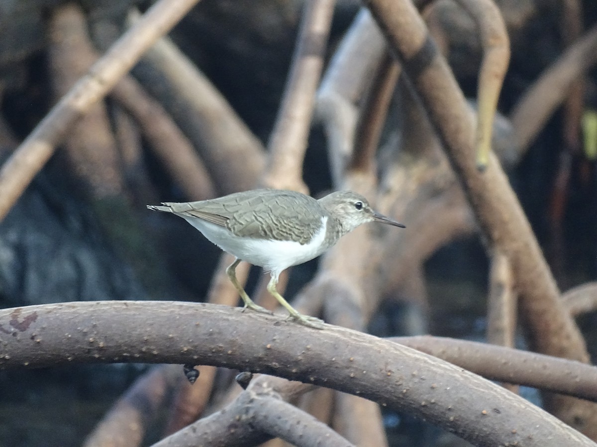 Spotted Sandpiper - ML608476837