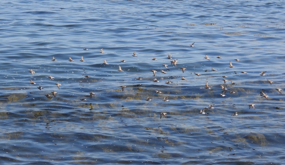 Semipalmated Sandpiper - ML608476957