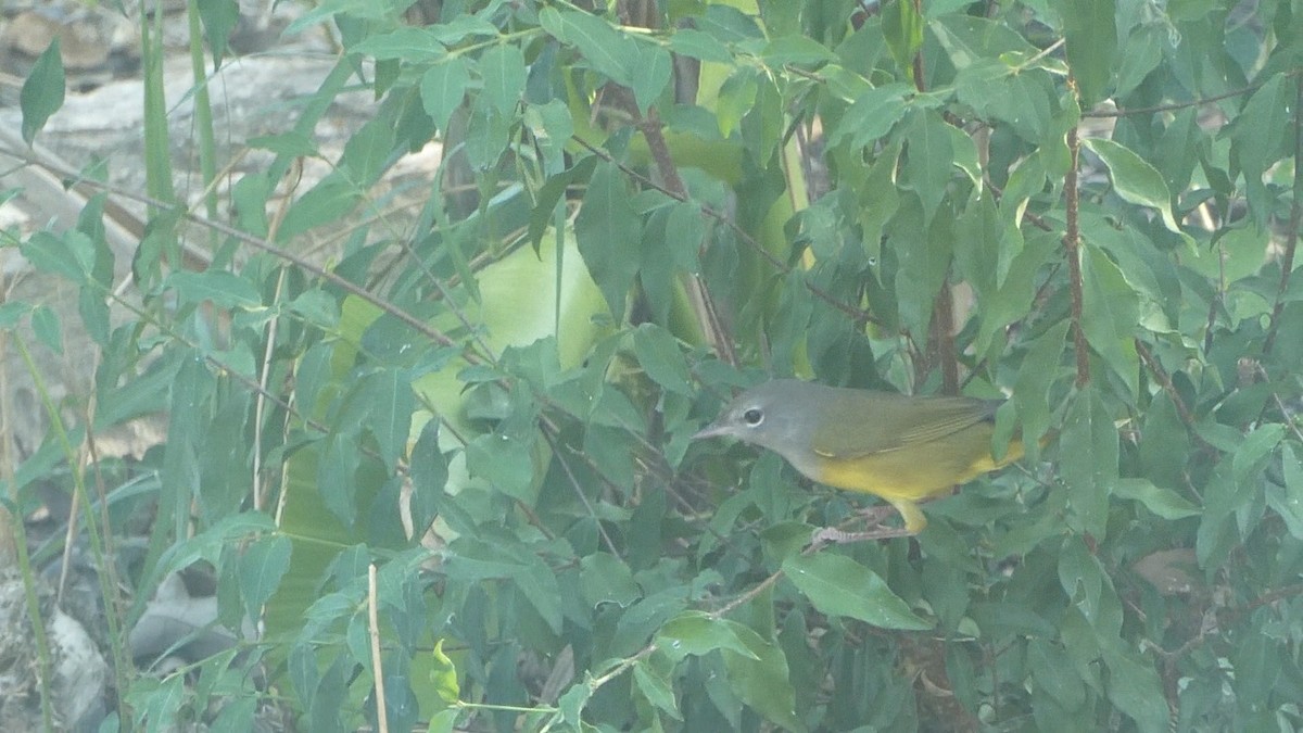 MacGillivray's Warbler - ML608477146