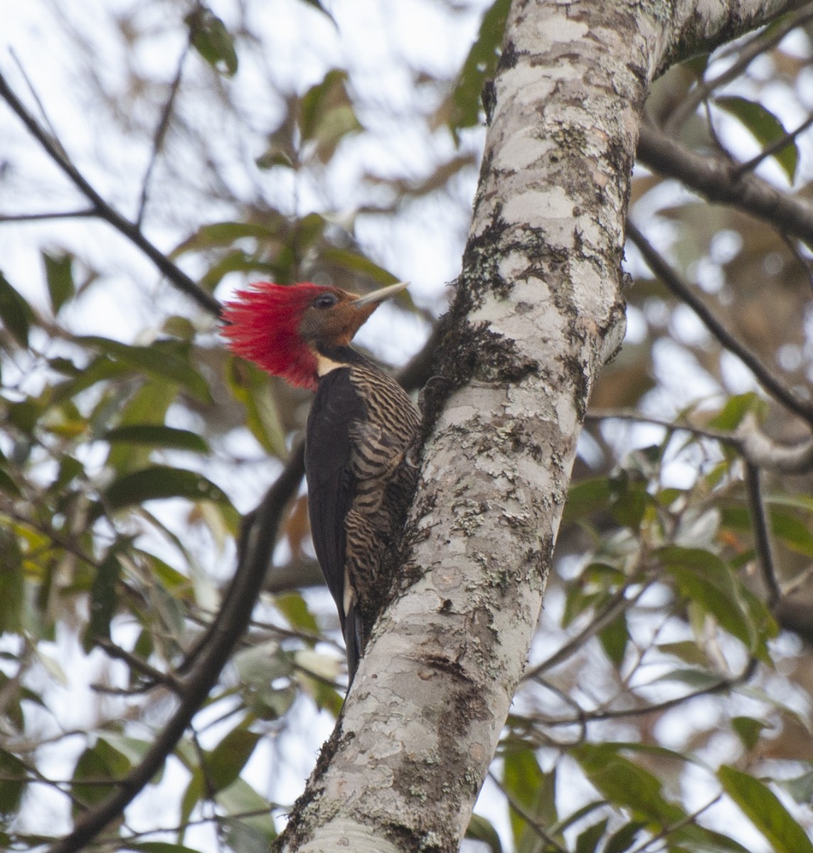 Helmeted Woodpecker - ML608477183