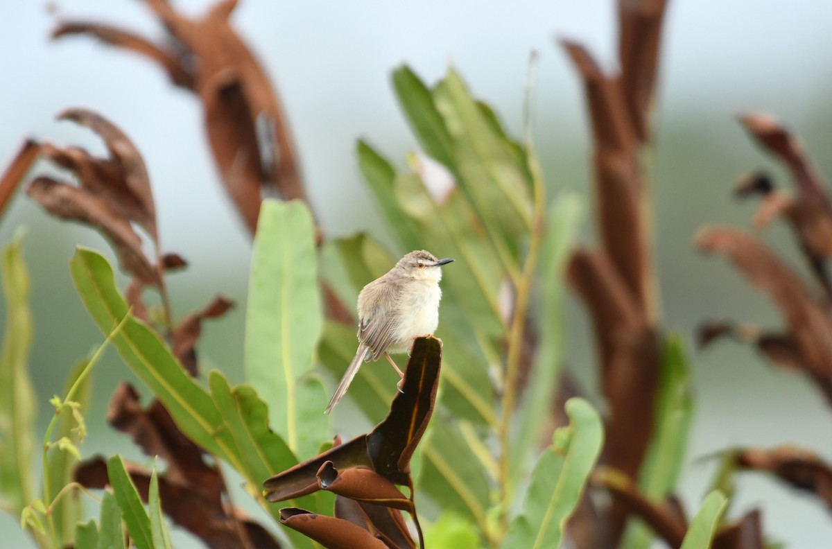 Plain Prinia - Sunanda Vinayachandran