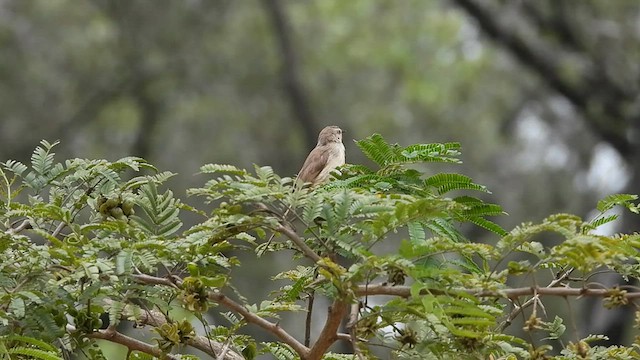 Tawny-flanked Prinia - ML608477504