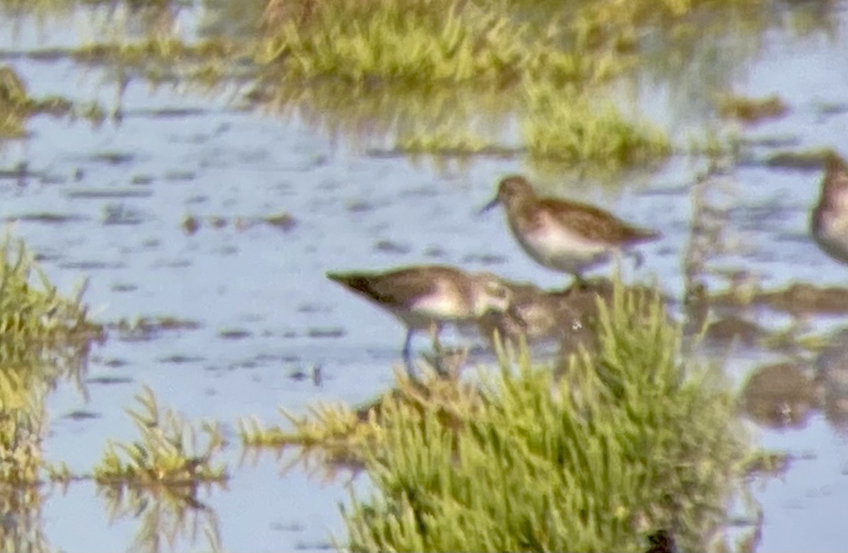 Semipalmated Sandpiper - Mike Hearell