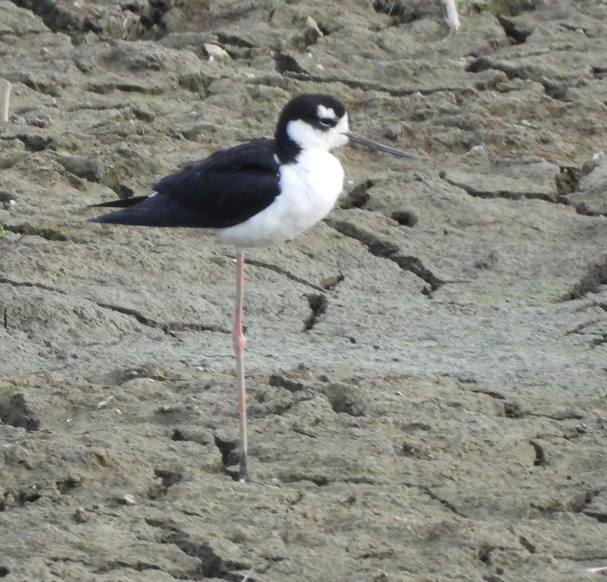 Black-necked Stilt - ML608477620