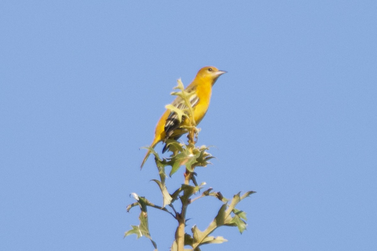 Baltimore Oriole - ML608477625