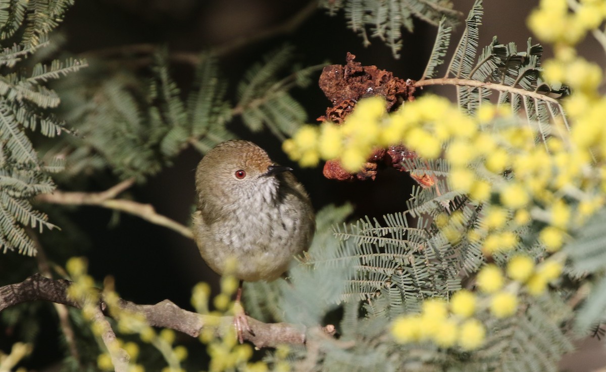 Brown Thornbill - ML608477665