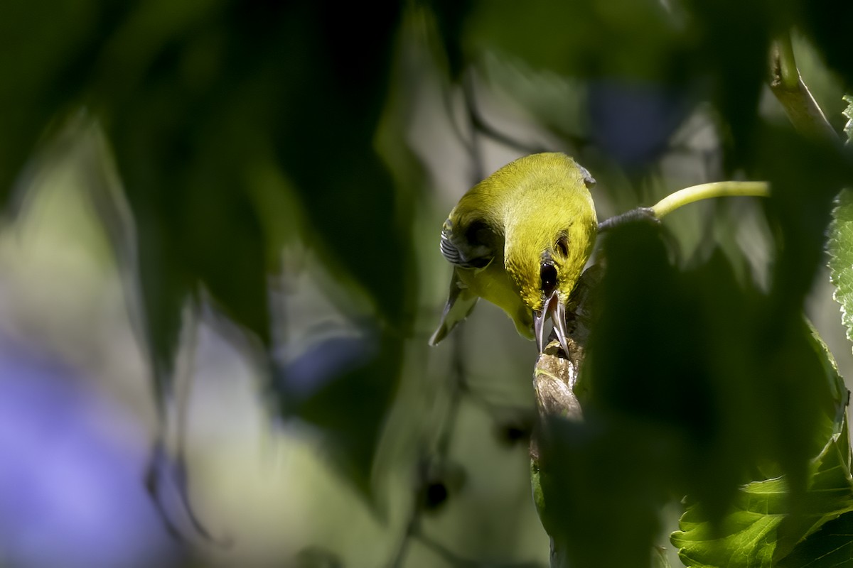 Blue-winged Warbler - ML608477717