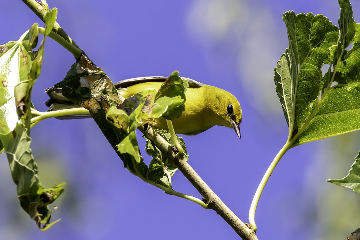 Blue-winged Warbler - ML608477718