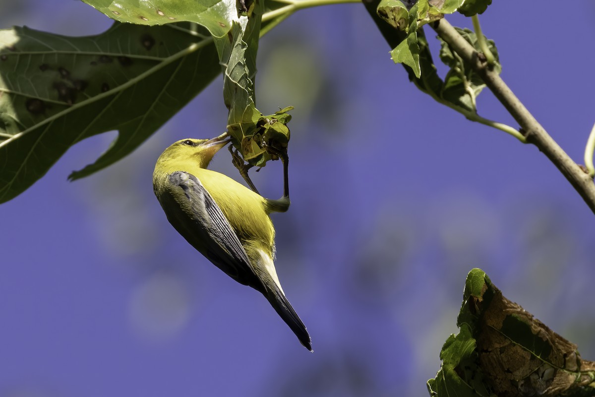 Blauflügel-Waldsänger - ML608477719