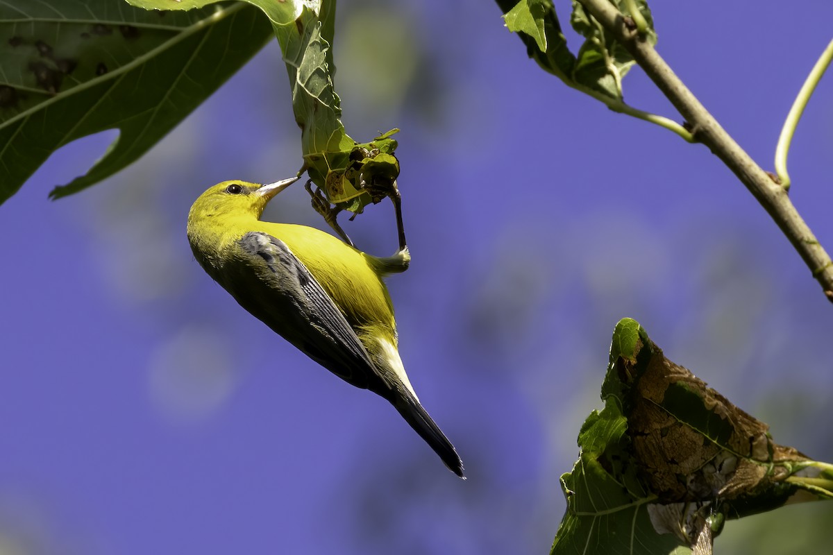 Blue-winged Warbler - ML608477721