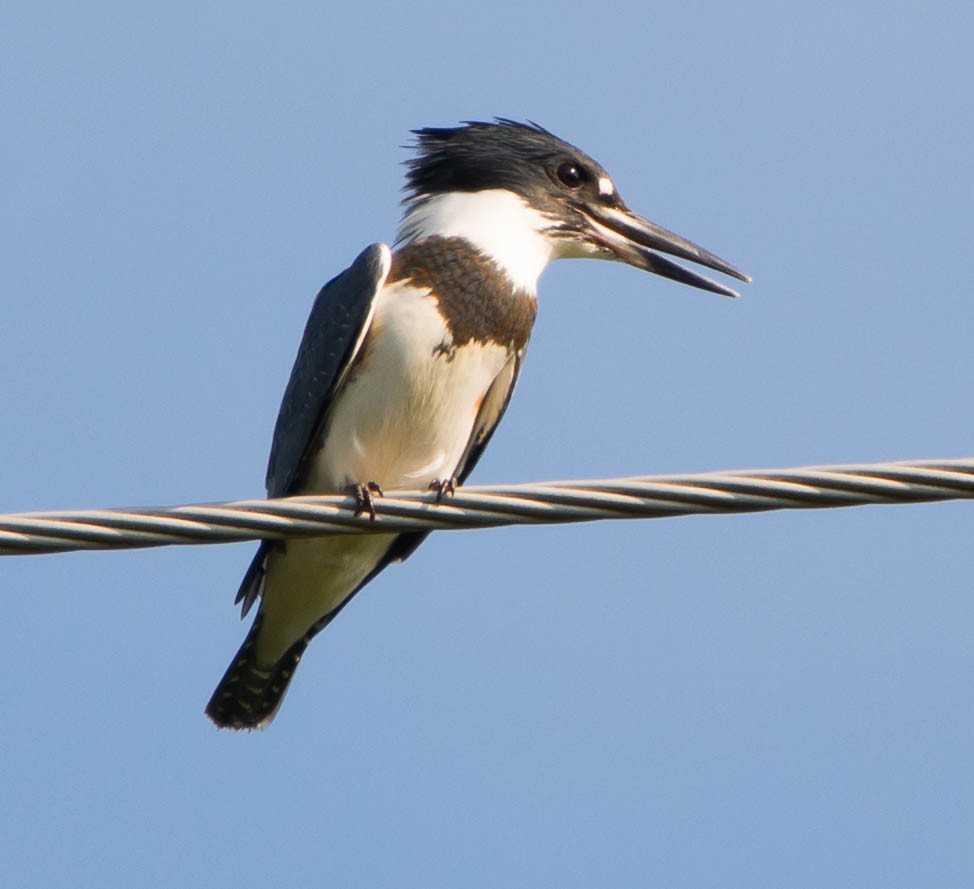 Belted Kingfisher - ML608477736