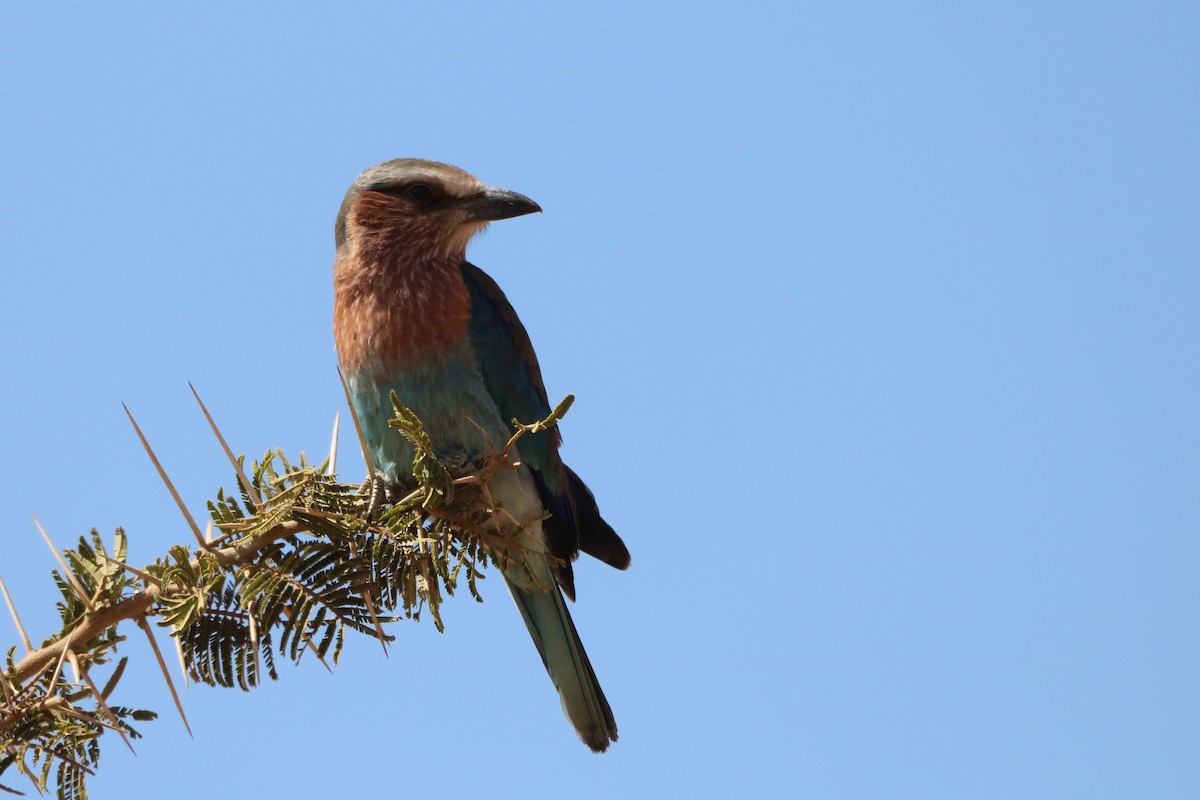 Lilac-breasted Roller - ML608477836