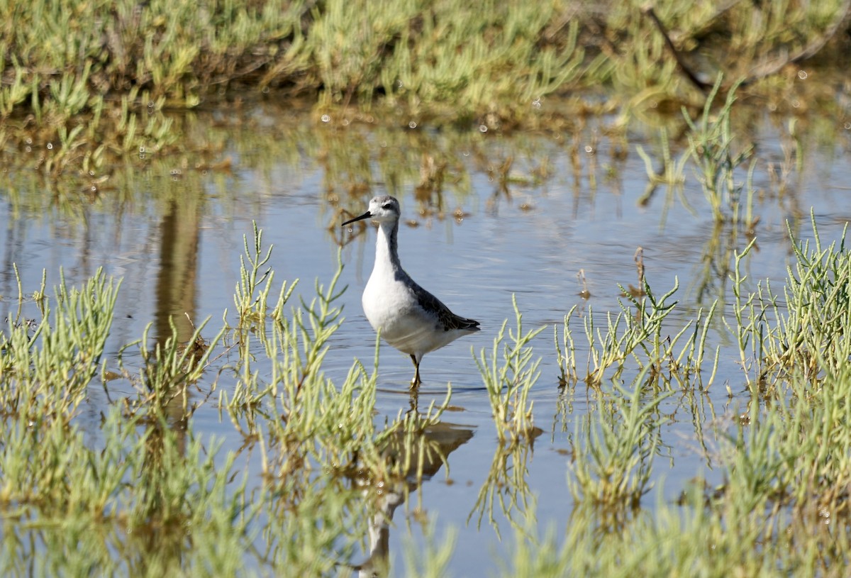 hvithalesvømmesnipe - ML608477930