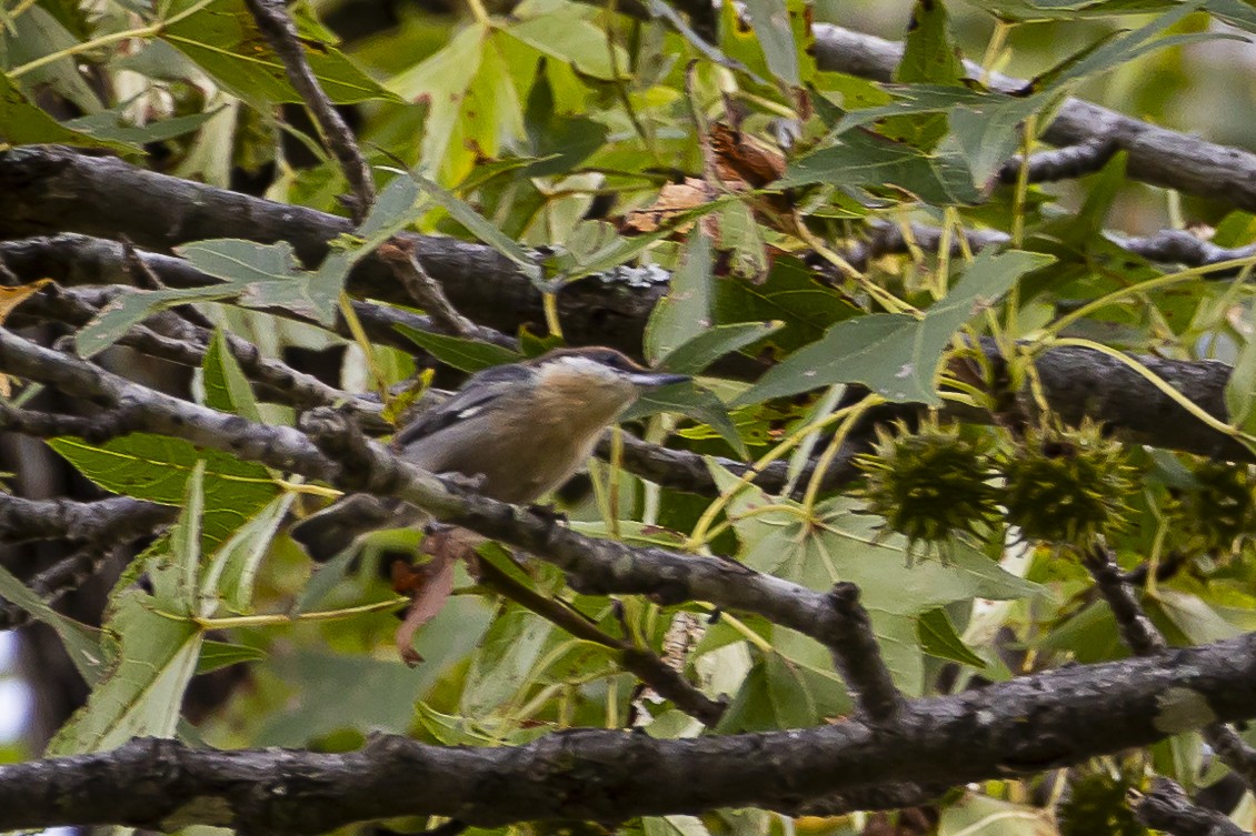 Brown-headed Nuthatch - ML608477959