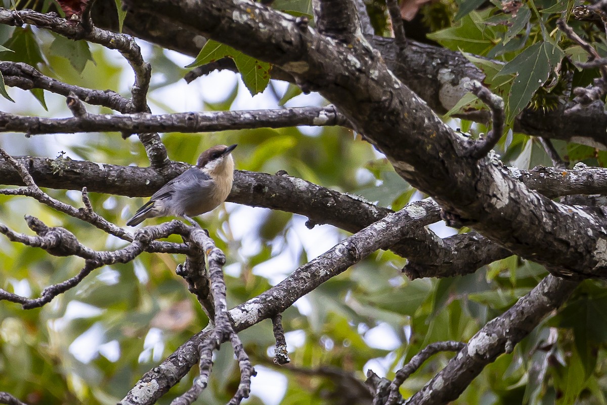 Brown-headed Nuthatch - ML608477960