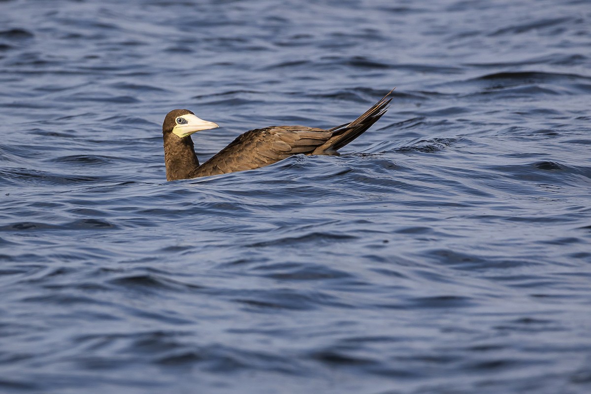 Brown Booby - ML608477968