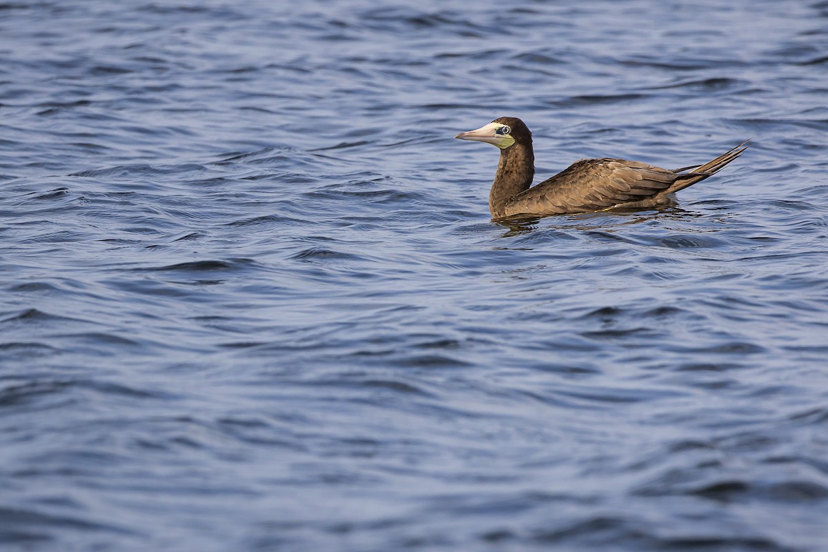 Brown Booby - ML608477970