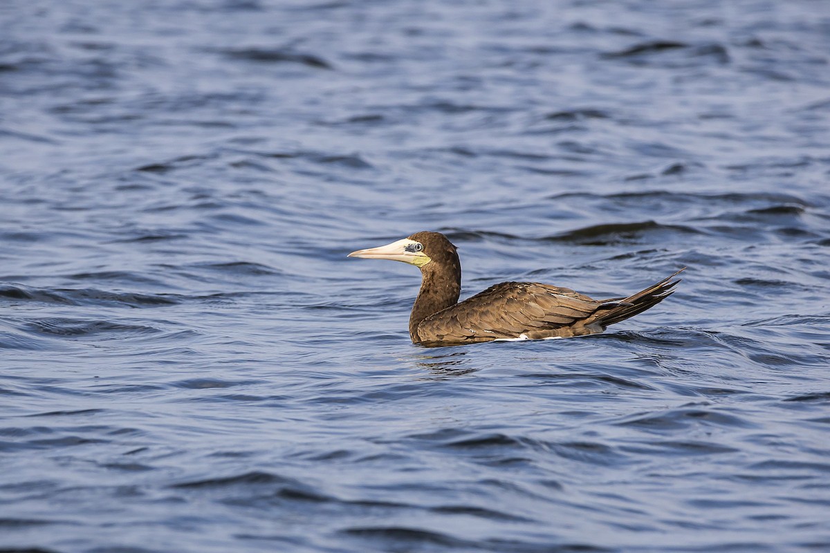 Brown Booby - ML608477971