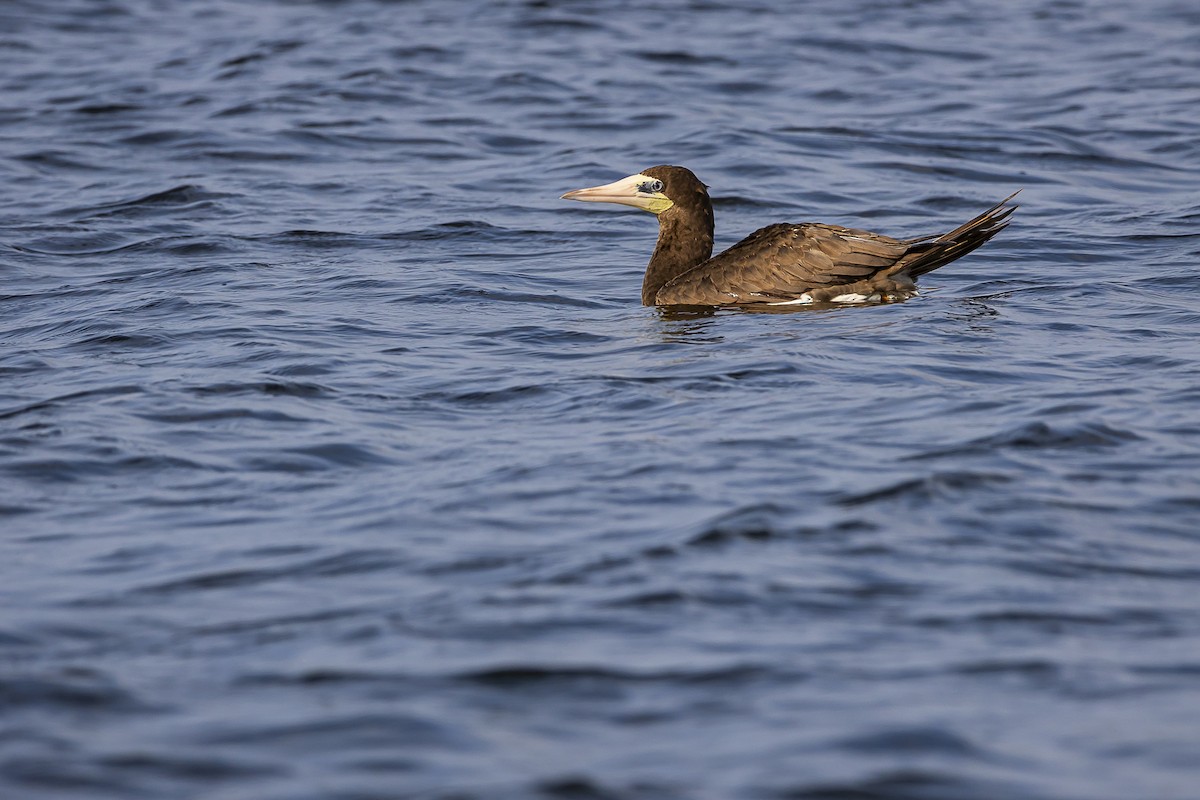 Brown Booby - ML608477972