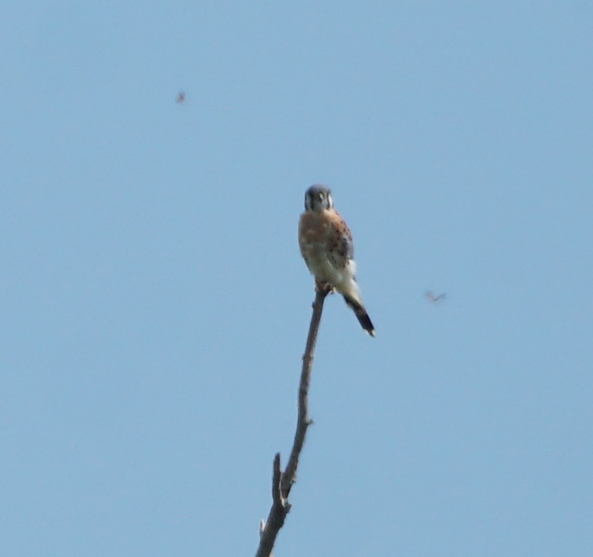 American Kestrel - ML608478013