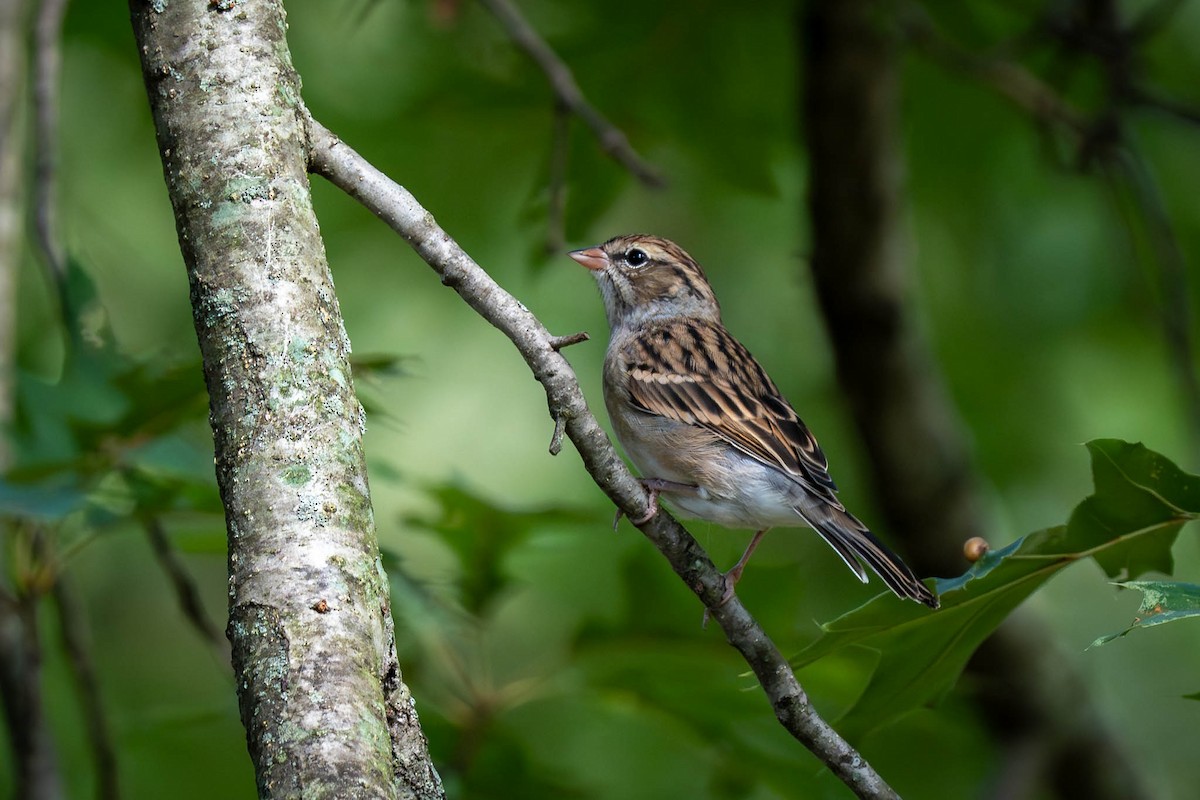 Chipping Sparrow - ML608478037