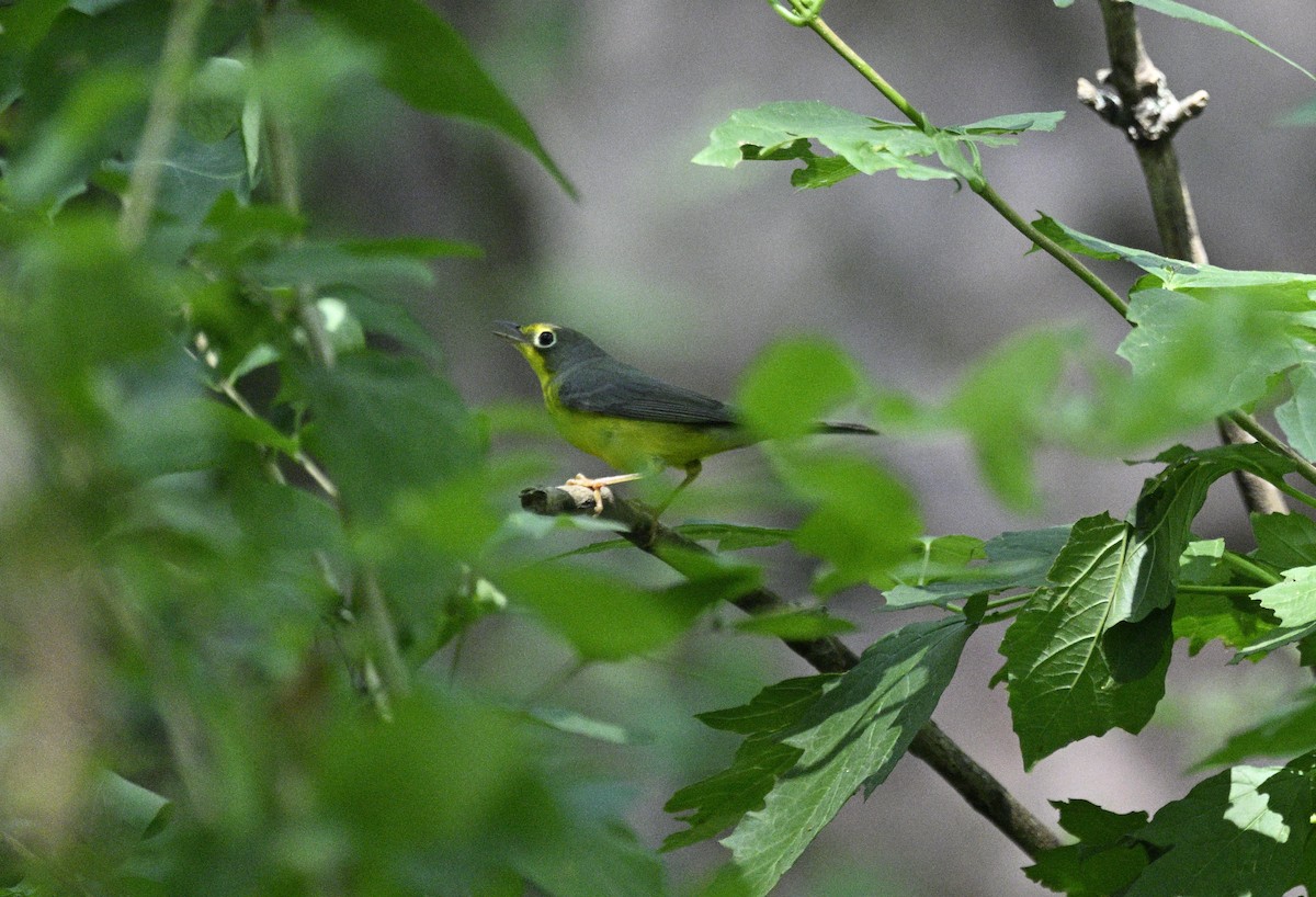 Canada Warbler - ML608478066