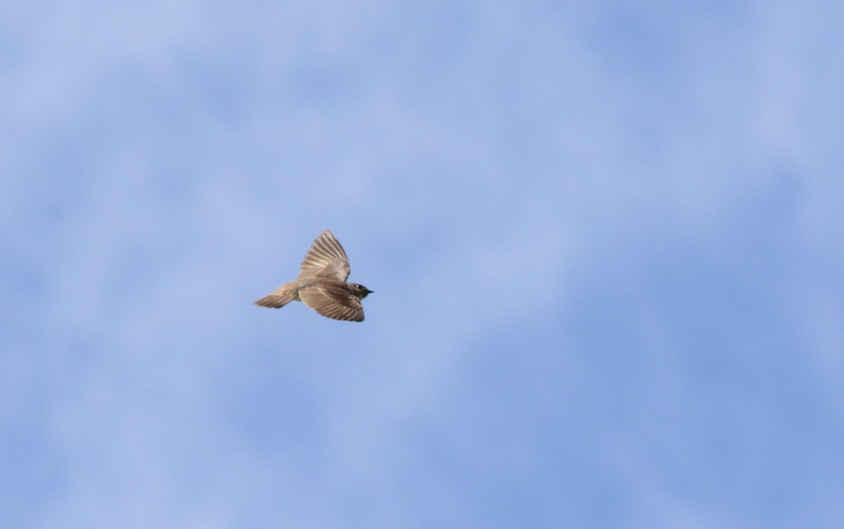 Northern Rough-winged Swallow - ML608478173