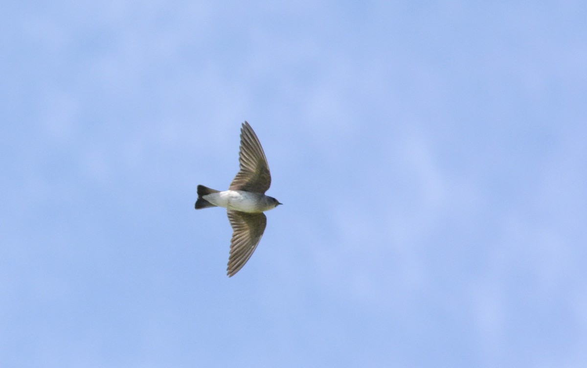 Northern Rough-winged Swallow - ML608478174