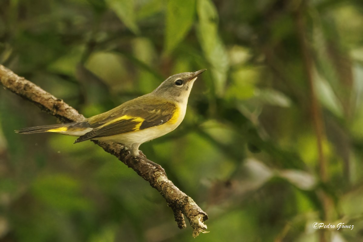 American Redstart - Patty and Pedro Gómez