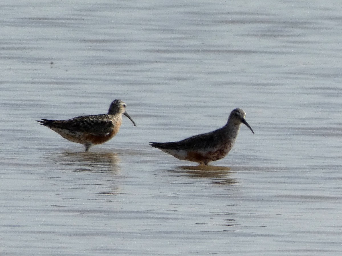 Curlew Sandpiper - Enrique Pelayo