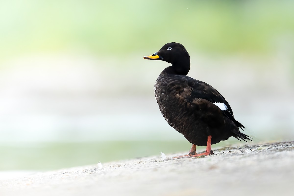 Velvet Scoter - Lukasz Haluch