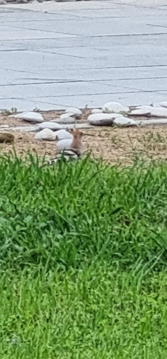 Eurasian Hoopoe - Arthur  Laing