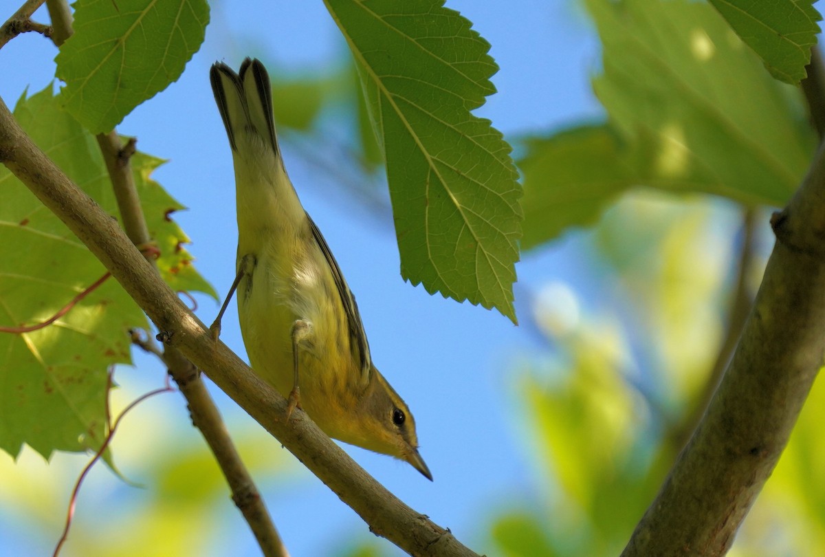 Blackburnian Warbler - Dennis Mersky