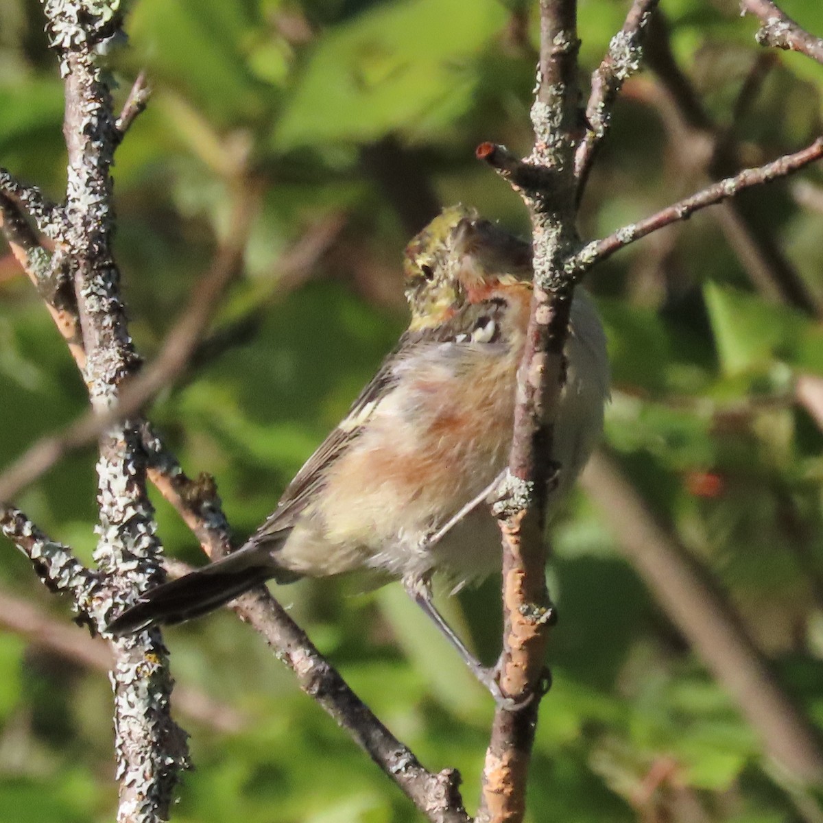 Bay-breasted Warbler - ML608478508