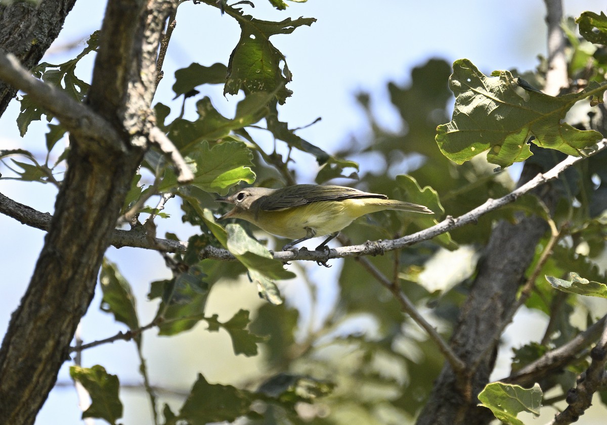 Warbling Vireo - ML608478530