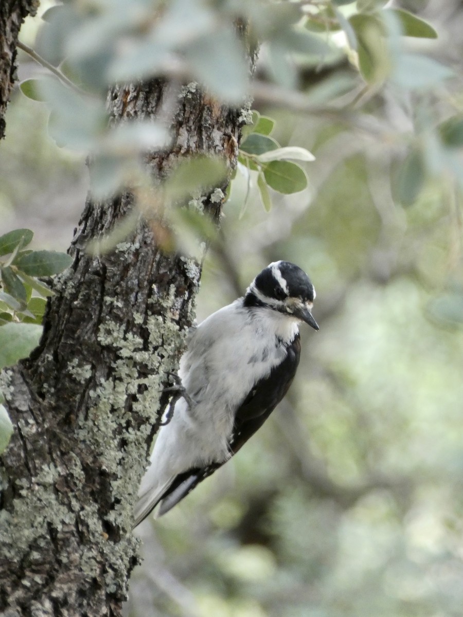 Hairy Woodpecker - ML608478531