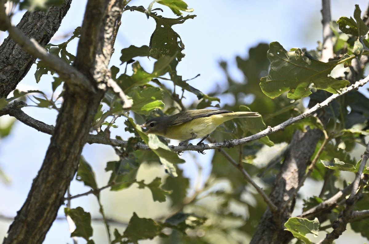 Warbling Vireo - ML608478532