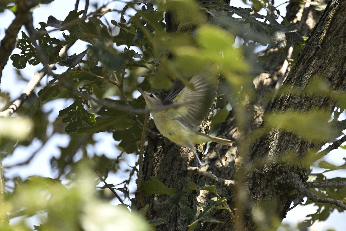 Warbling Vireo - ML608478533