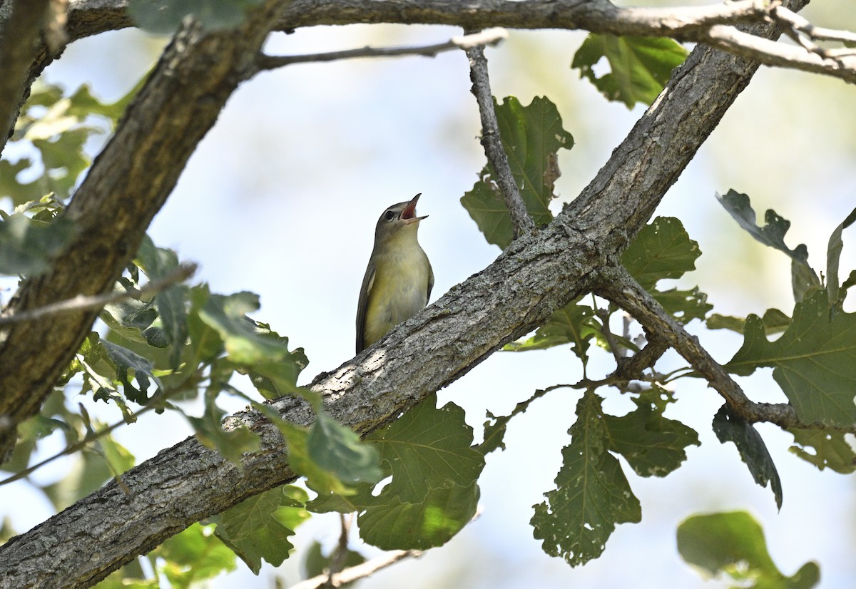 Warbling Vireo - ML608478644