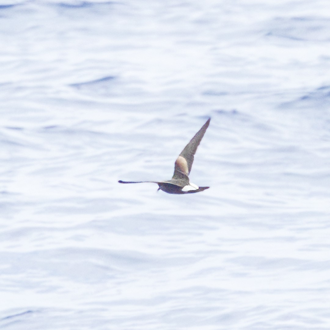 コシジロウミツバメ／タウンゼンドウミツバメ（white-rumped） - ML608478645