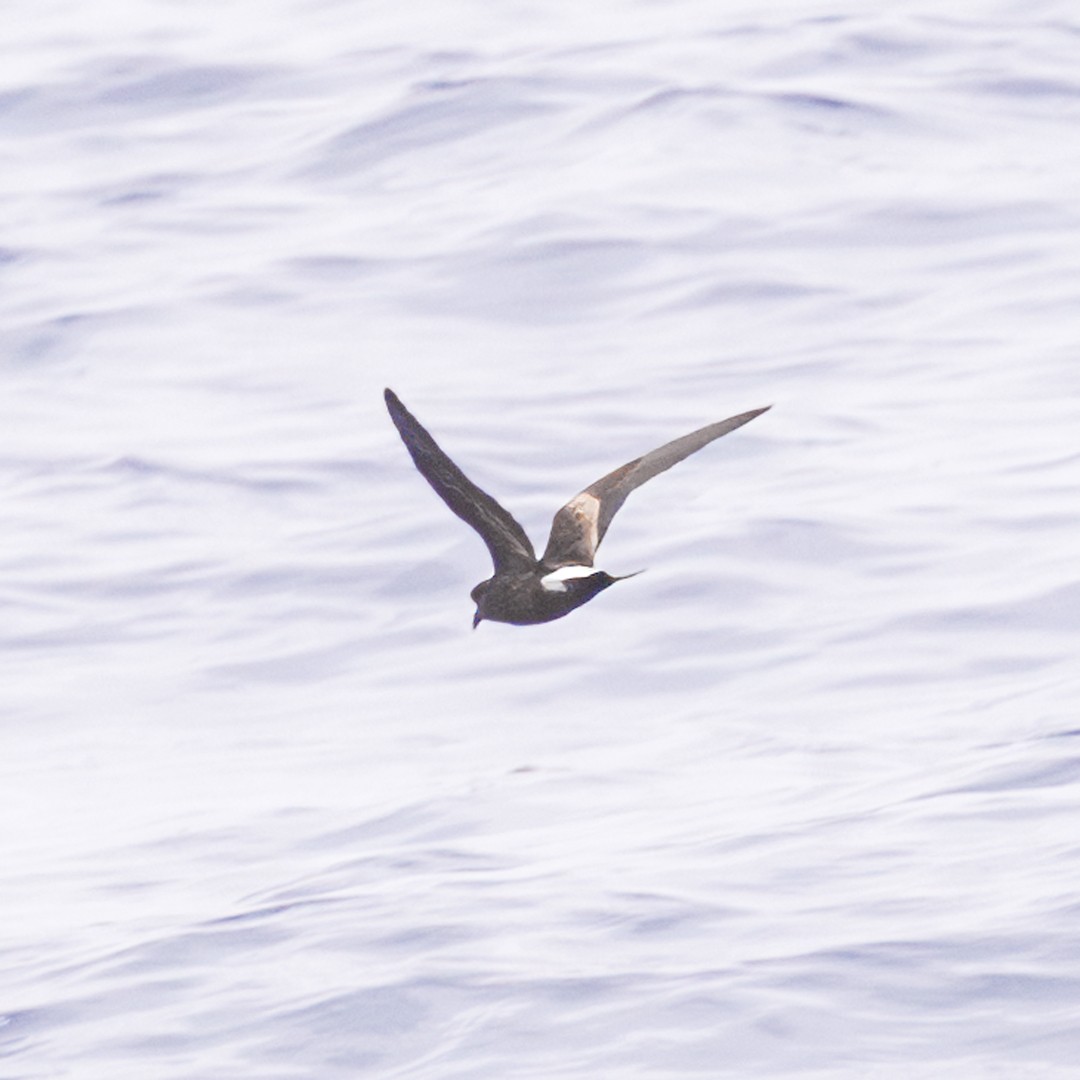 Leach's/Townsend's Storm-Petrel (white-rumped) - ML608478646