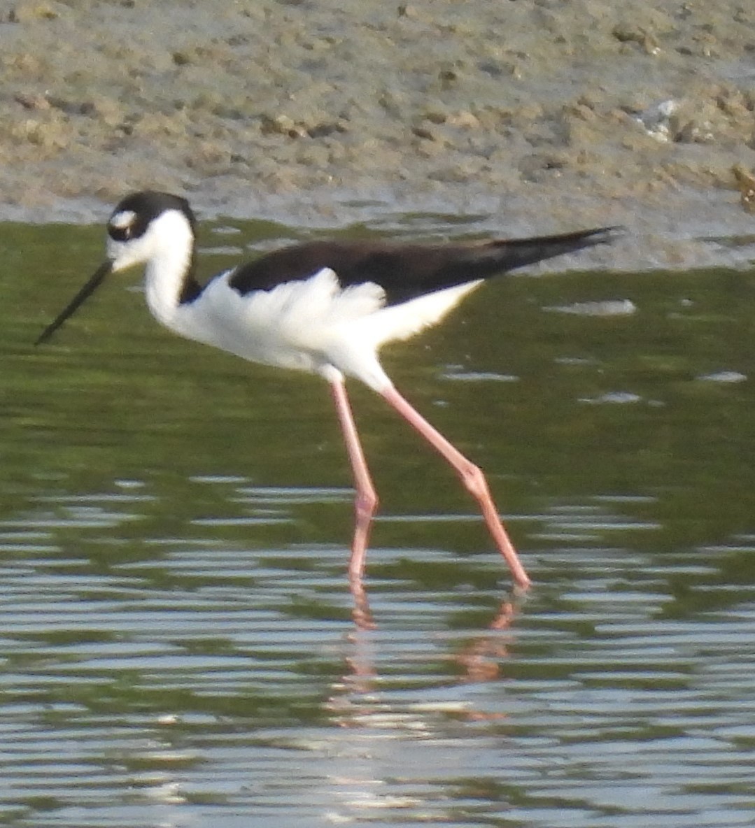 Black-necked Stilt - ML608478652