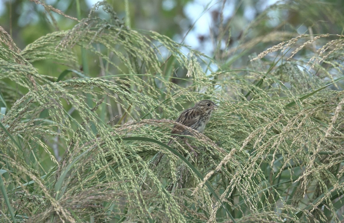 Song Sparrow - ML608478672