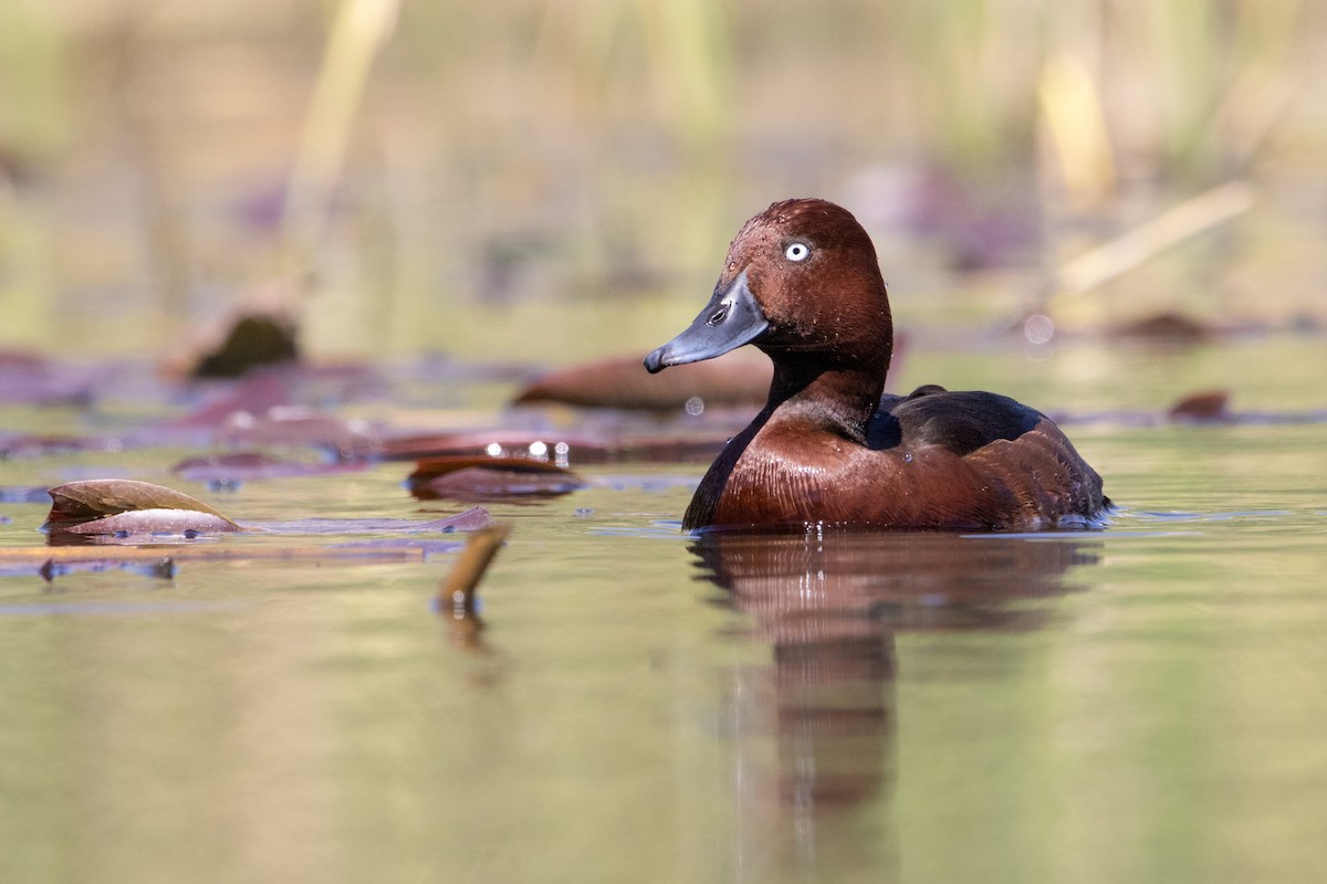 Ferruginous Duck - Raphael Cohen