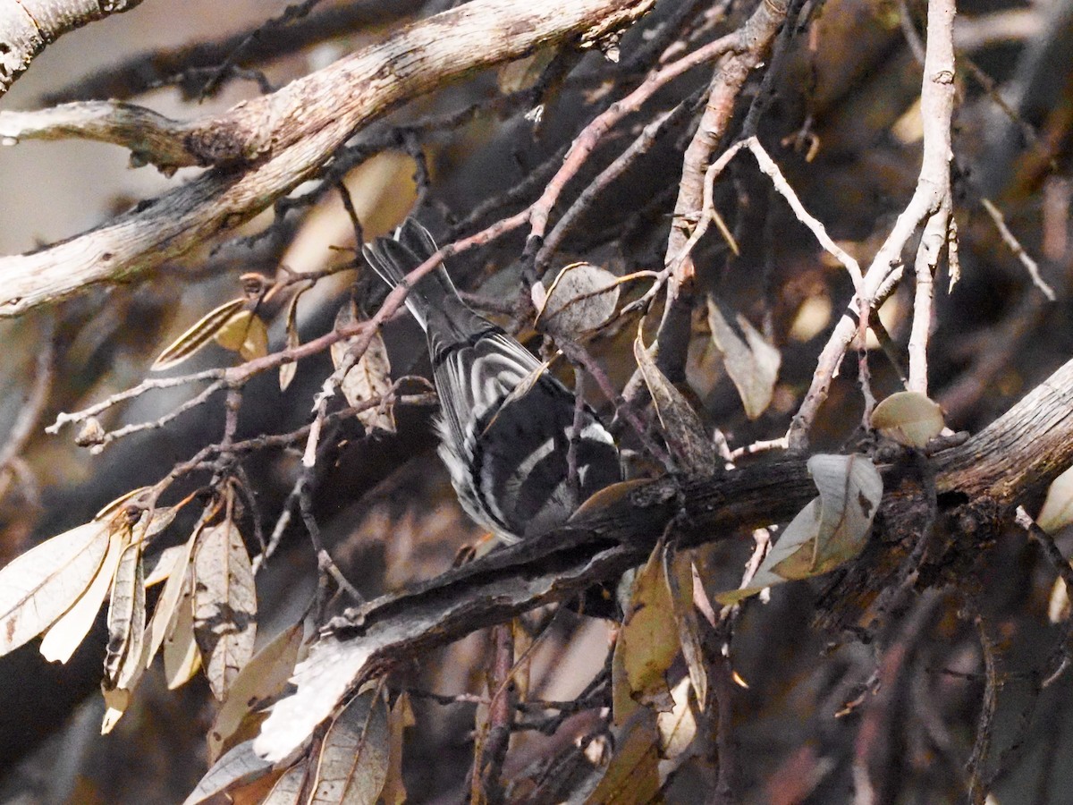 Black-throated Gray Warbler - Todd Deininger